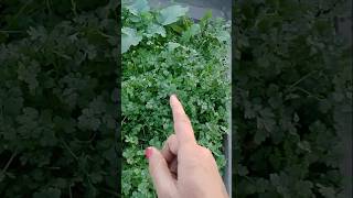 टैरिस गार्डन में आ गया भूचालplant organicvegetablegarden [upl. by Adorl]