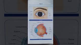 Eye diagram and parts of eye nursing anatomyandphysiology [upl. by Ethelin]