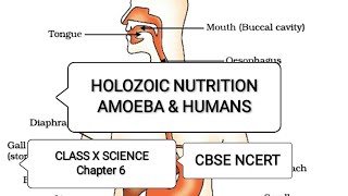 Holozoic Nutrition  Amoeba amp Human Being  Chapter 6  Class 10  Science  CBSE  NCERT [upl. by Hanahsuar]