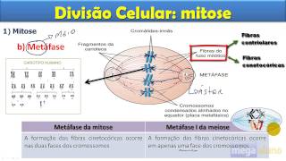 Mitose  aula completa [upl. by Alat368]