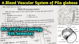 Blood vascular system of pila  BSc 3rd year Zoology 5th Semester  Pila globosa BSc [upl. by Filipe39]