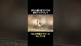 距離感がバグってる鳥ハクセキレイの🤫暴露します🔥 [upl. by Aronos]