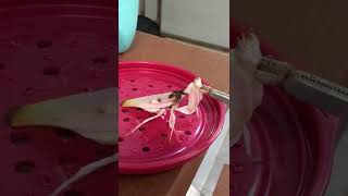 Feeding Orchid Mantis [upl. by Courtund]