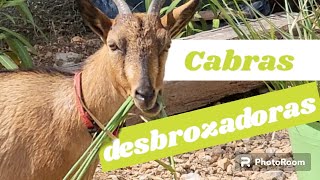 Como desbrozar con cabras Ahorro de trabajo y de alimento [upl. by Dickinson673]