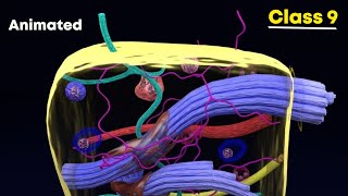 Connective tissues ⚡3d animation  Class 9 Biology [upl. by Sparhawk]