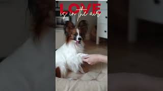 💖💖 My Papillon Puppies 💖💖 shots papillondog [upl. by Allistir]