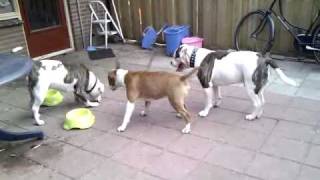 Bull terrier VS American Bulldog [upl. by Eiramadnil]