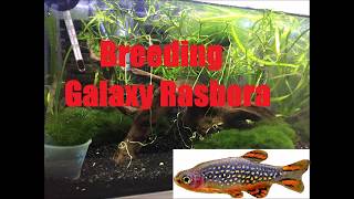 How to Breed Galaxy Rasboras  Danio margaritatus  Celestial pearl danio [upl. by Euseibbob]