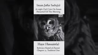 Crying Owl On Shahadat Imam e Hussain Acrying owl owlhouse muharam2024 10muharam [upl. by Akinna]