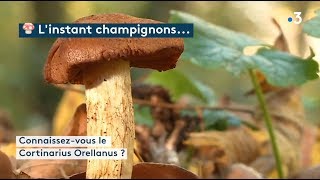 L’instant champignons  le cortinarius orellanus [upl. by Ennaxor]