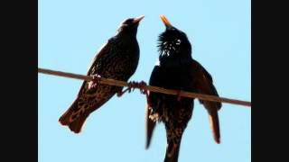 Ψαρόνι Sturnus vulgaris [upl. by Cassy]