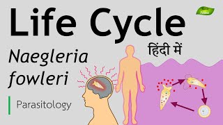 Naegleria fowleri in Hindi  Life Cycle  Parasitology  Basic Science Series [upl. by Scholem]