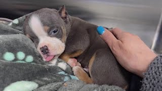 1lb 4 week old abandoned puppy was found alone shaking and crying in pain with both ears crop [upl. by Malo316]