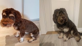 5 months of dog fur growth TimeLapse [upl. by Rotow]