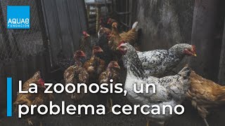 La ZOONOSIS un problema mucho más CERCANO de lo que piensas [upl. by Nnaytsirk]