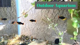 Outdoor Aquarium Setup [upl. by Jerome]