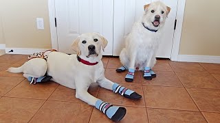 My Puppy And Dog Wear Shoes For The First Time [upl. by Morganne]