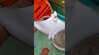 Long headed eagle ray  കാക്ക തിരണ്ടി kadalmakrii shortsyoutube youtubeshorts seafishinguk [upl. by Omor128]