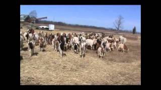 Herding Goats with Dogs  Blue the Border Collie [upl. by Mab53]