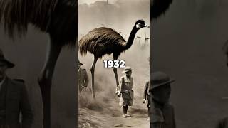 The Emu War of 1932 Australias Dark Reality [upl. by Seraphim]