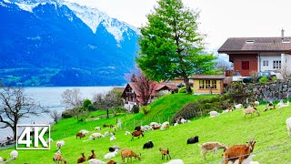 Switzerland 4K🇨🇭 Oberried am Brienzersee the pearl of Lake Brienz [upl. by Rodmun]