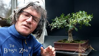 Pruning My Natal Ficus and Its History The Bonsai Zone Dec 2023 [upl. by Acirdna]