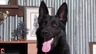 Meet Saro  Confident Obedience amp Superior Character  Kraftwerk K9 German Shepherds [upl. by Spohr]