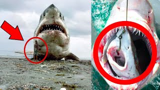 They Cut Open the Largest Great White Shark Ever Caught – What They Found Inside Will Shock You [upl. by Ilaire]