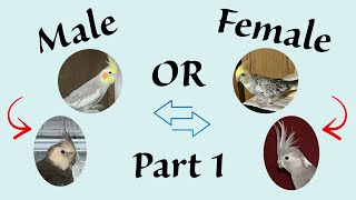 Is Your Cockatiel Male or Female Part 1 [upl. by Valerlan]