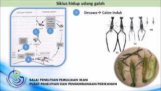 siklus hidup udang galah  life cycle of Macrobrachium rosenbergii [upl. by Steere]