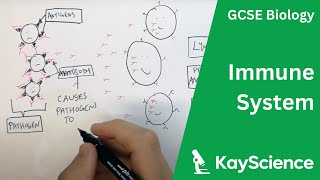 The Immune System  GCSE Biology  kaysciencecom [upl. by Asirem717]