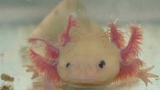 The Amazing Secrets of the Axolotl AmazingAnimals Mexicanwalkingfish [upl. by Idnal]