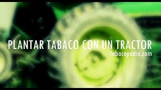 ¿Cómo se planta tabaco con un tractor  tabacopedia [upl. by Carolann]