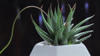 Haworthia attenuata quotZebra Plantquot [upl. by Gad]