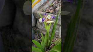 Orquídeas shortsyoutube flores Orquídeas [upl. by Nylareg]