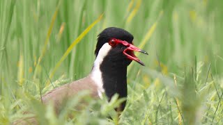 Scared Red Wattled Lapwing Bird and He Was Calling His Partner  Titahari Bird Sound [upl. by Enyalb]