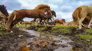 Beautiful Herd of Horses Running Free [upl. by Anaik792]