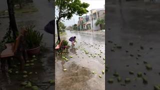 가로수 베트남 그린망고 Mangifera indica [upl. by Elledoj]