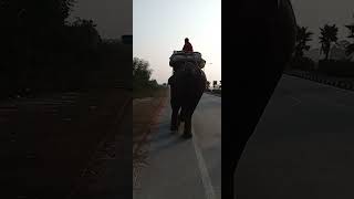 Hathi mere sathi🥰🥰like subscribe kijiye ₹short video views [upl. by Moira]