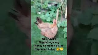 oct 72024manok na nanay nagpahinga 😁😘 [upl. by Reerg428]