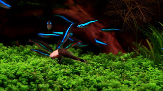 Aquascape quotPanorama Dreamquot  May 2013  Paracheirodon simulans [upl. by Larson]