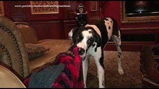 Funny Great Dane Loves To Shake His Blanket [upl. by Zednanreh]