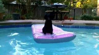 Curly Coated Retriever puppy swims [upl. by Elder397]