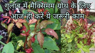 how to get maximum growth in a Rose Plant l Rose Plant care tips l Rose गुलाब की देखभाल। [upl. by Namwen]