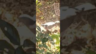 Wood Pigeon eating seeds on the ground1 [upl. by Oram]