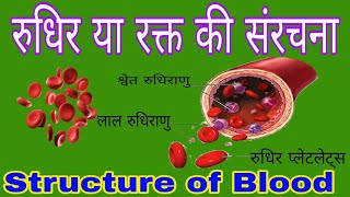 रुधिर या रक्त की संरचना  लाल रुधिराणु श्वेत रुधिराणु तथा रुधिर प्लेटलेट्स  Structure of Blood [upl. by Seravart]