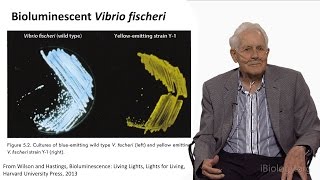 J Woodland Hastings Harvard U Autoinduction The Discovery of Quorum Sensing in Bacteria [upl. by Lener629]