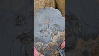 Compressed Ammonite Fossils eroding on thin shale Rock 🌫 fossilhunting fossils shorts ammonite [upl. by Weitman606]