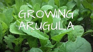 Growing Arugula [upl. by Oilalue862]