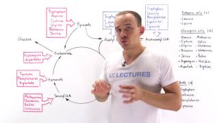 Introduction to glucogenic and ketogenic amino acids [upl. by Elocim]